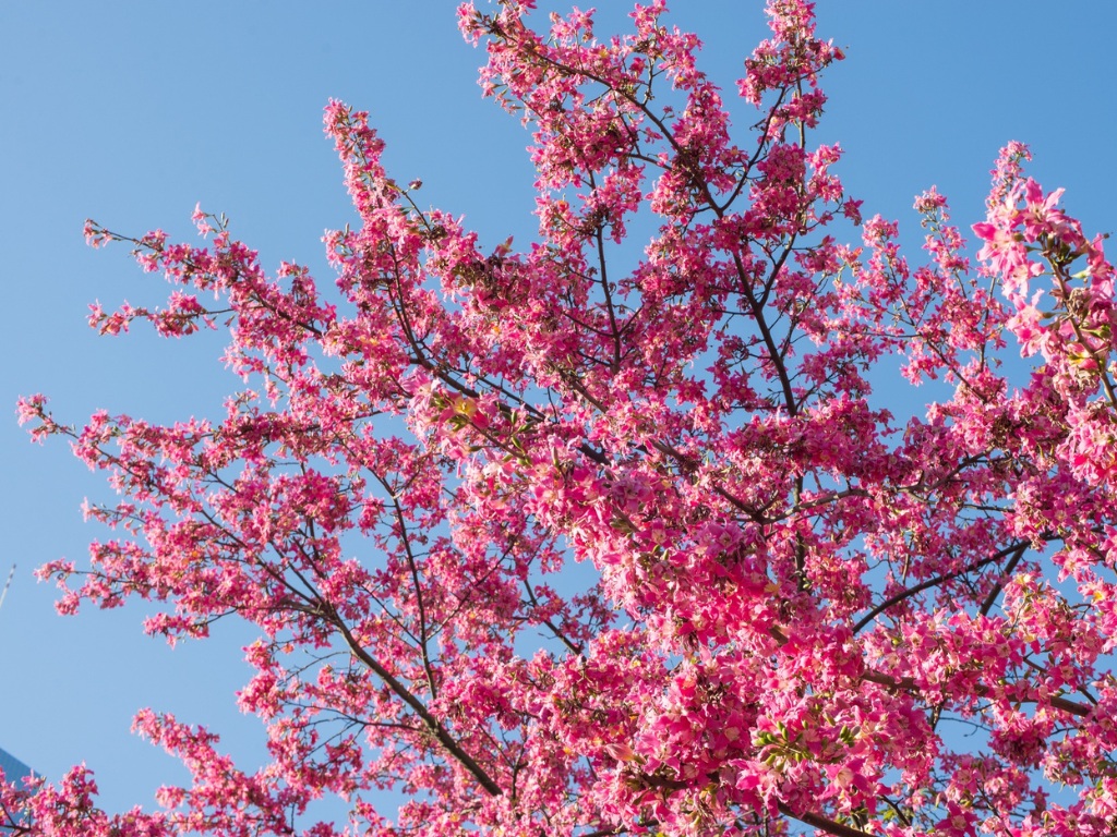 A blossoming cherry tree against a blue sky