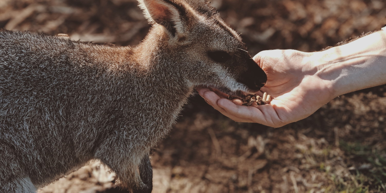 animal sanctuary