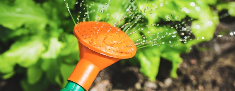 New Watering Can for Growing Plants