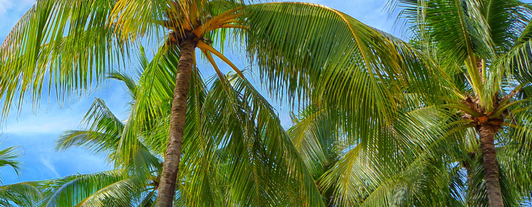 Palm Trees Blue Sky