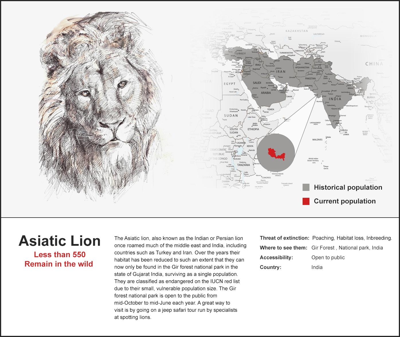 asiatic lion