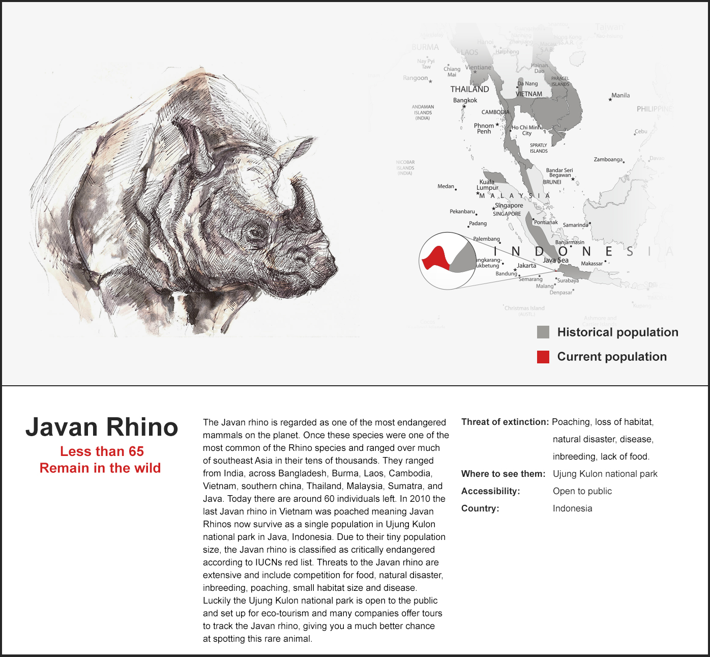 rhino