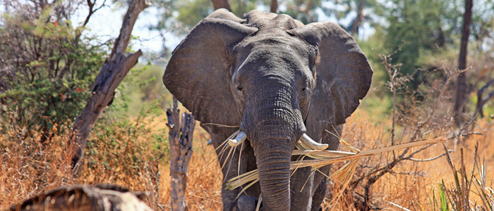 Animal Welfare - African Elephant