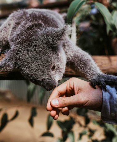 Visitors interacting with animals at a sanctuary