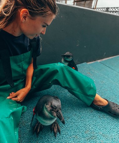 Volunteers working at an animal sanctuary