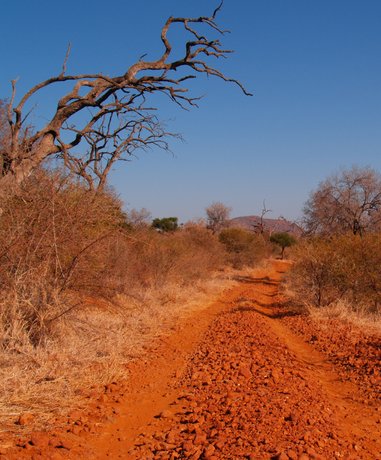 Safari vehicle observing wildlife