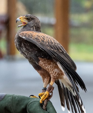 Falconer with bird of prey