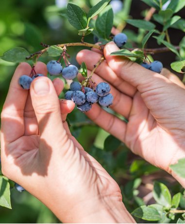 Person picking fruits in an orchard