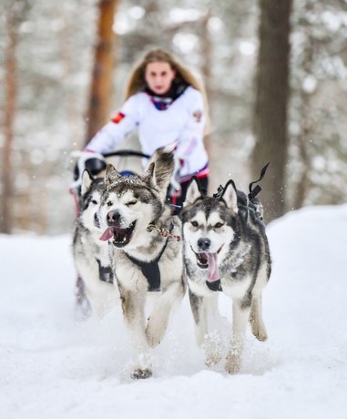 Husky dog sledding team in action