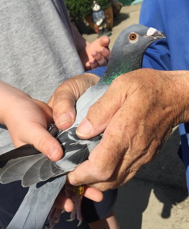 Pigeon racing event