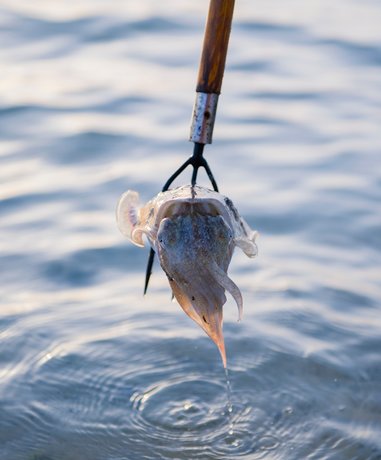 Spear fisher in action underwater