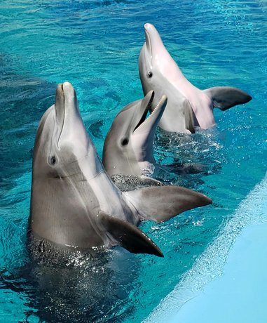 Swimmer interacting with dolphins
