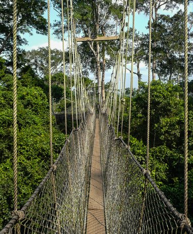 Person walking on a canopy bridge in a lush forest