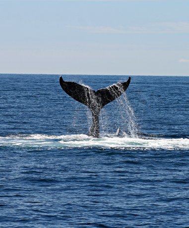 Whale watching in action